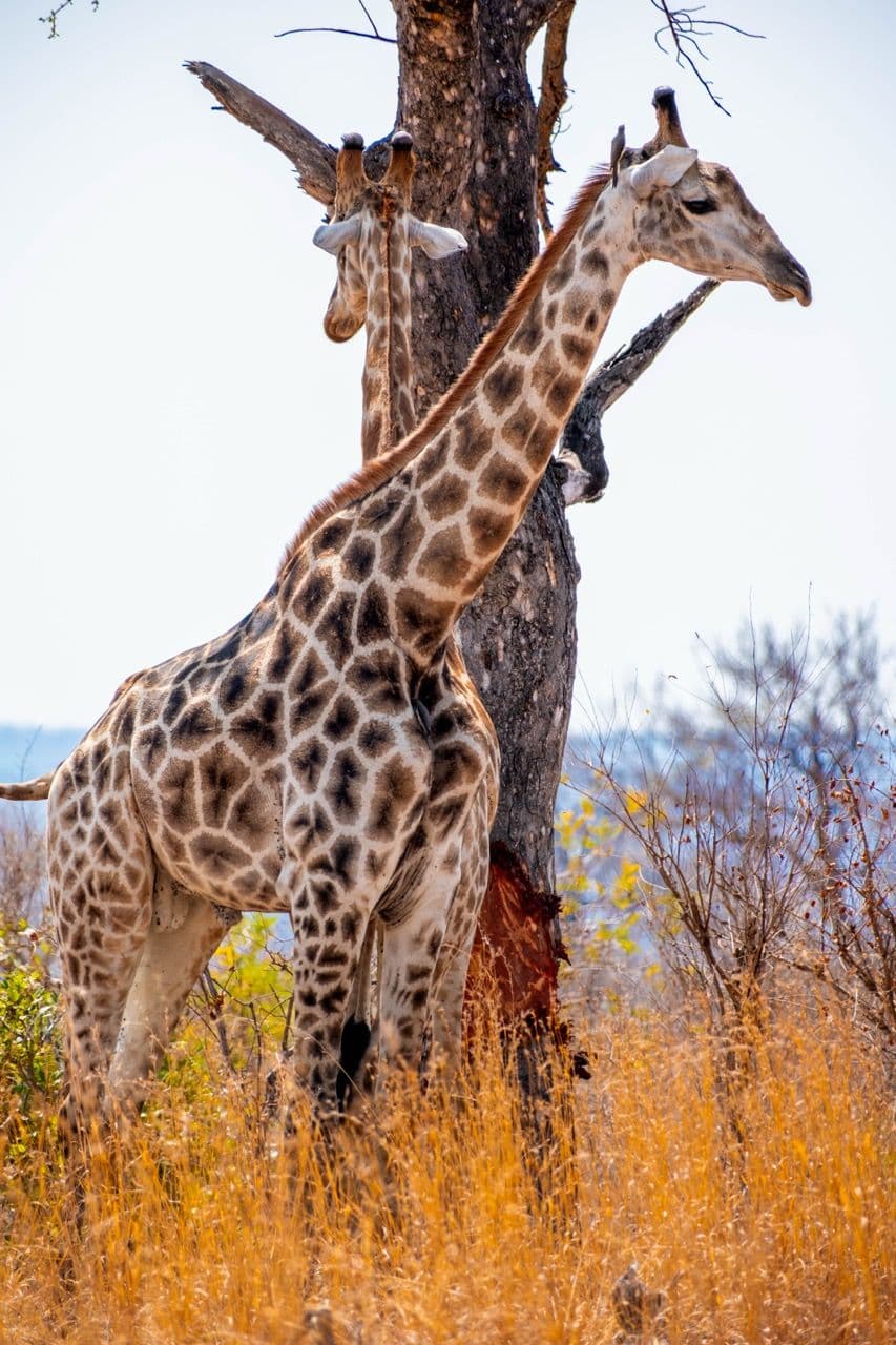 Majestueuze wildlife scene in het Kruger Park vastgelegd door Eveline Santermans